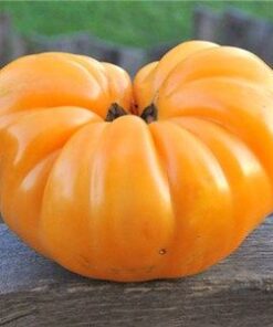 Tomate Antiguo N°11- Herencia: Dr. Wyche´s Yellow Semilla Orgánica 15 un.