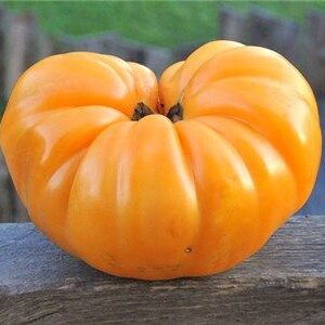 Tomate Antiguo N°11- Herencia: Dr. Wyche´s Yellow Semilla Orgánica 15 un.