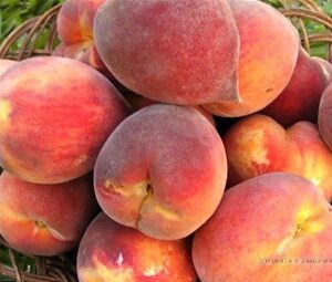 Durazno Dr. Davis Injertado