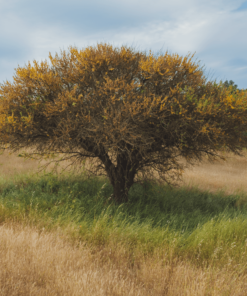 Árbol Espino en bolsa
