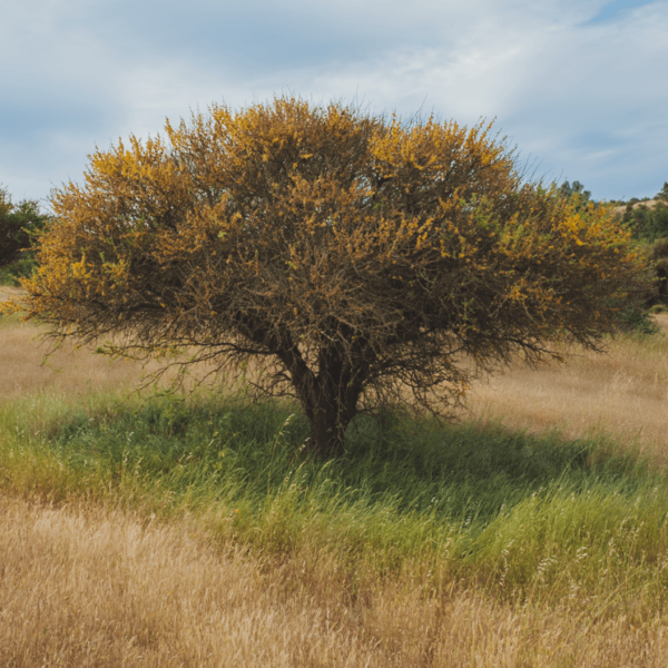 Árbol Espino en bolsa