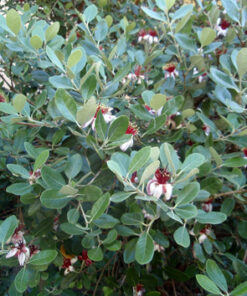 Feijoa