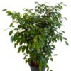 Ficus Benjamina Verde