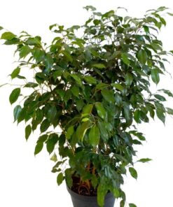 Ficus Benjamina Verde