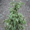 Ficus Benjamina Variegado Español