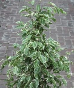 Ficus Benjamina Variegado Español