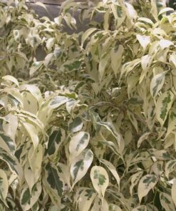 Ficus Benjamina Variegado Hawaii