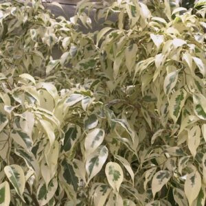 Ficus Benjamina Variegado Hawaii
