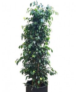 Ficus Benjamina Negro