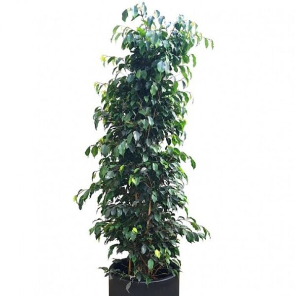Ficus Benjamina Negro