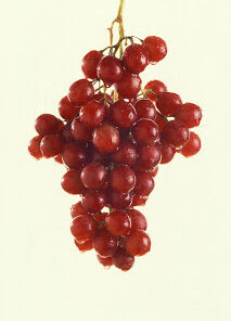 Parra Flame Seedless