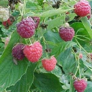 Planta de Frambuesa Heritage con hijuelos