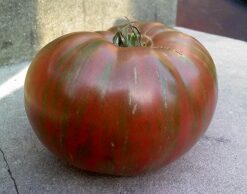 Tomate Antiguo N°22- Herencia: Fred´s Tie Dye Semilla Orgánica 15 un.