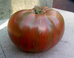 Tomate Antiguo N°22- Herencia: Fred´s Tie Dye Semilla Orgánica 15 un.