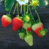Planta de Frutilla Camarosa