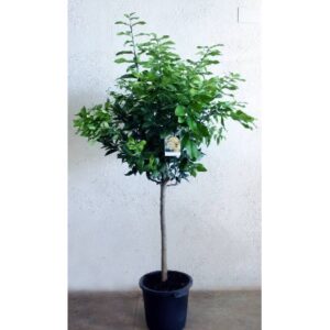 Naranjo Fukumoto Injertado