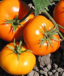 Tomate Antiguo N°21- Herencia: Gary Ibsen´s Gold Semilla Orgánica 15 un.