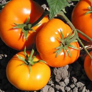 Tomate Antiguo N°21- Herencia: Gary Ibsen´s Gold Semilla Orgánica 15 un.