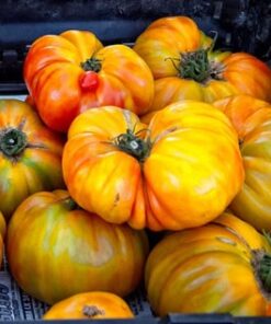 Tomate Antiguo N°29 - Herencia: Georgia Streak Semilla Orgánica 5 un.