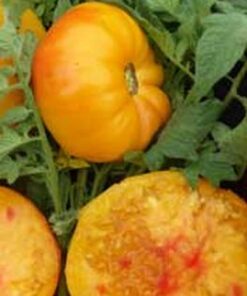Tomate Antiguo N°29 - Herencia: Georgia Streak Semilla Orgánica 5 un.