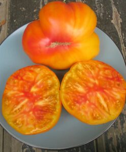 Tomate Antiguo N°27- Herencia: Gold Medal Semilla Orgánica 10 un.