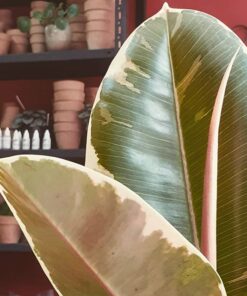 Gomero Variegado