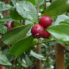 Guava
