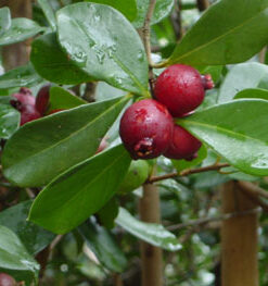 Guava