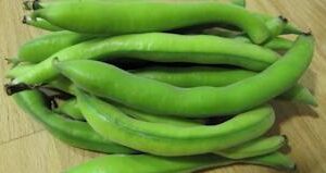 Haba Blanca Libre de Químicos 1 kg