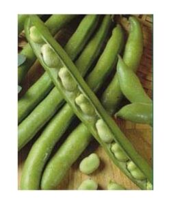 Semillas de Habas de vaina larga (luz de otoño) 20 gr.