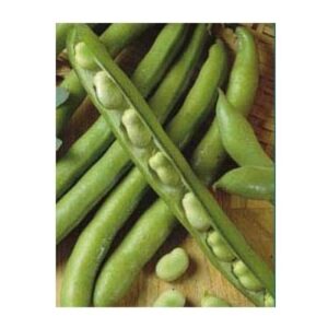 Semillas de Habas de vaina larga (luz de otoño) 20 gr.