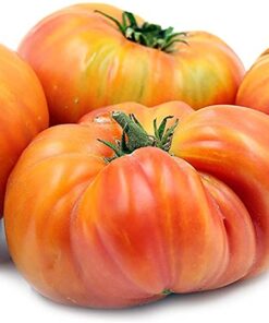 Tomate Antiguo N°15- Herencia: Hillbilly Semilla Orgánica 15 un.