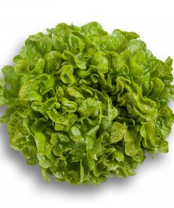 Semilla orgánica lechuga Roble Verde 3 gr.