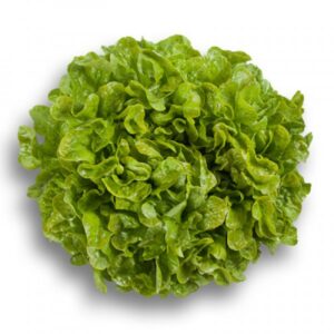Semilla orgánica lechuga Roble Verde 3 gr.
