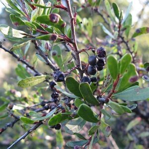 Árbol Huingán en bolsa