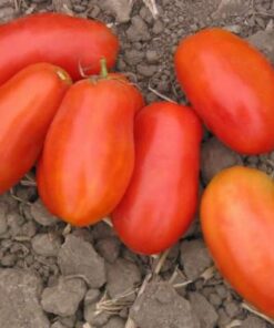 Tomate Antiguo N°24- Herencia: Italian Paste Semilla Orgánica 5 un.