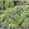 Semillas de Kale Rizado Late Autumm