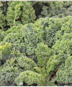 Semillas de Kale Rizado Late Autumm