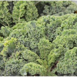 Semillas de Kale Rizado Late Autumm