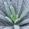 Semillas de Kale Nero di Toscana
