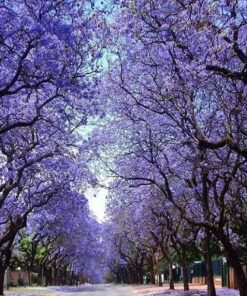 Árbol kiri (Paulownia Tomentosa) maceta