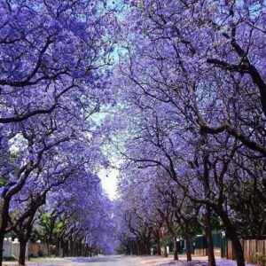 Árbol kiri (Paulownia Tomentosa) maceta