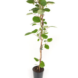 Pareja de Kiwis (Matúa y Hayward)