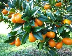 Kumquat Injertado