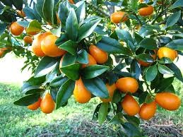 Kumquat Injertado