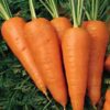 Semillas de Zanahoria Kuroda (5 gr.)