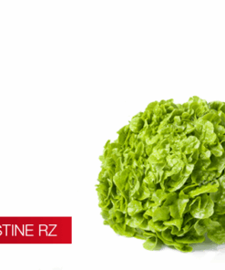 Semillas de Lechuga Kristine pelletizada (hirdroponia)