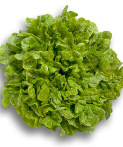 Semillas de Lechuga Kibrille pelletizada (hirdroponia)