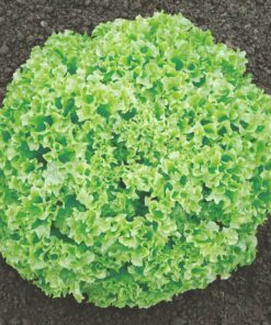 Semilla orgánica lechuga Lady Blonde 3 gr.