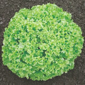 Semilla orgánica lechuga Lady Blonde 3 gr.